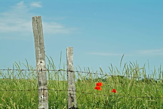 Poppies by the wayside