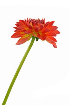 Dahlia