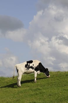 Cow,grazing