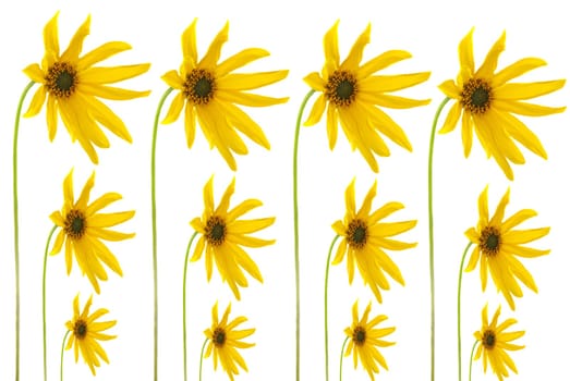 Coneflower