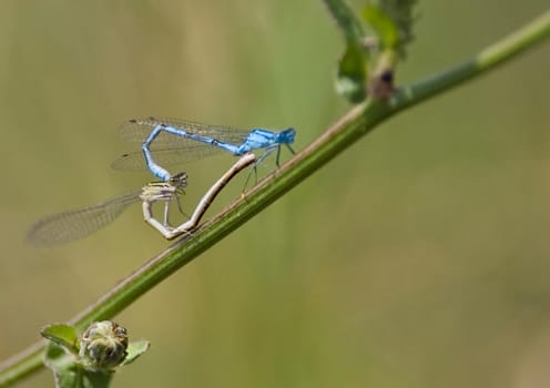 Dragonflies