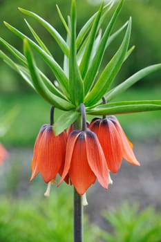 crown imperial - detail