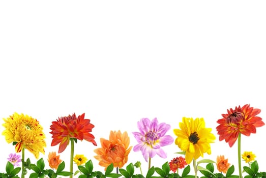 Flower meadow