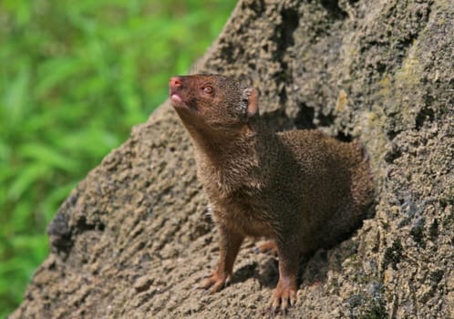 Dwarf Mongoose