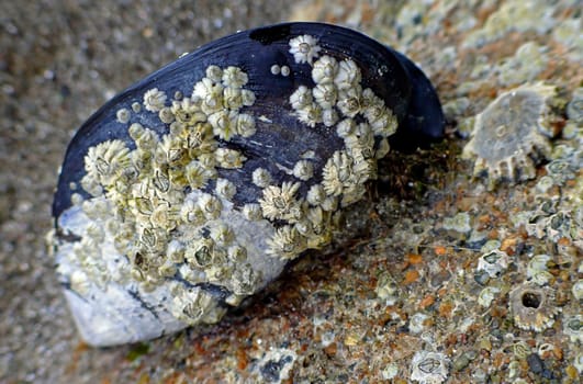 Barnacles are sessile crustaceans that attach themselves to stones and rocks,but also to crabs,mussels (especially mussels!),snails and even humpback whales. A special adhesive allows them to withstand even the most extreme conditions.