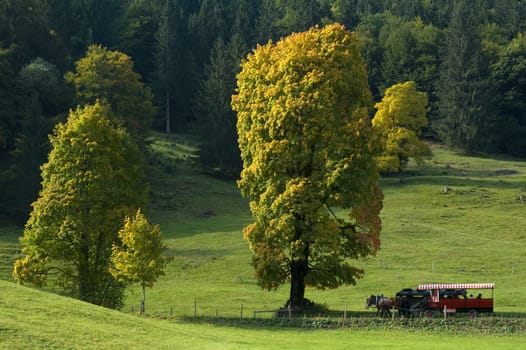 Horse-drawn carriage and maple tree