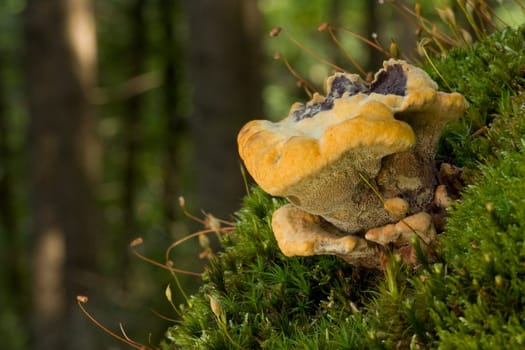 Phaeolus Schweinitzii - Spadiceus