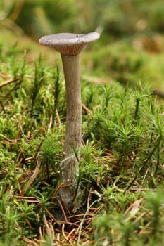 Pseudoclitocybe cyathiformis