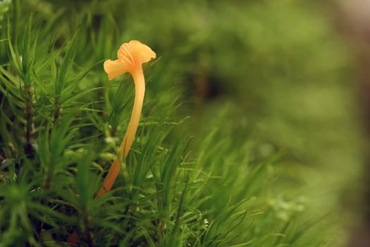 Rickenella Fibula