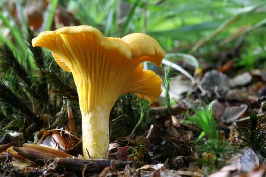 Chanterelle