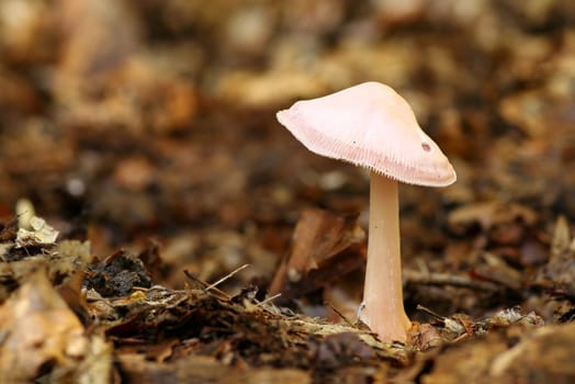 Mycena rosea - Radish helmet