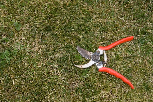 Rose scissors