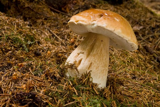 King Bolete - Boletus Edulis