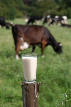 Fresh milk
