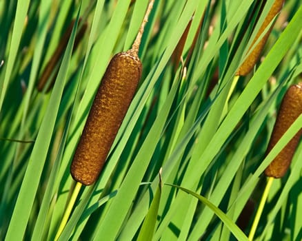 cattail
