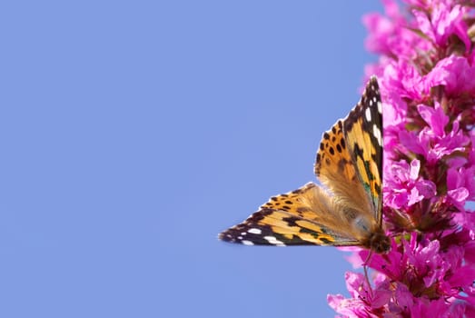 Flighty