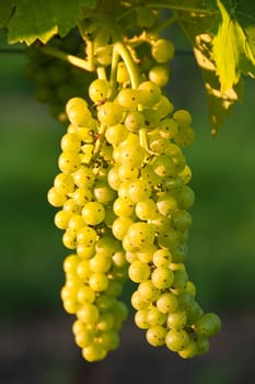 two grapes