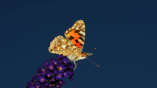 Cynthia cardui
