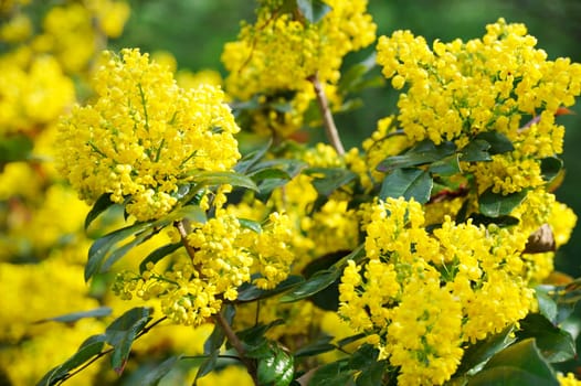 Mahonia blossom