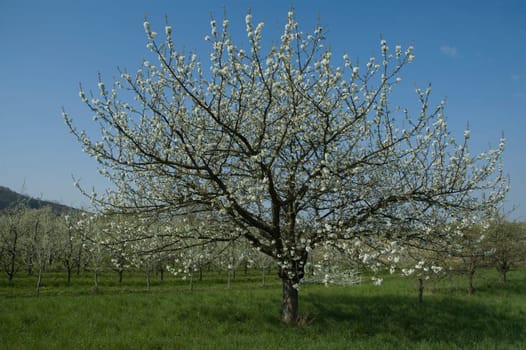 Blossoming Cherry Tree