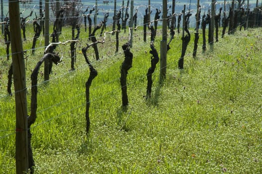 Vines in a vineyard