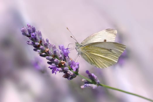 Summer fragrance