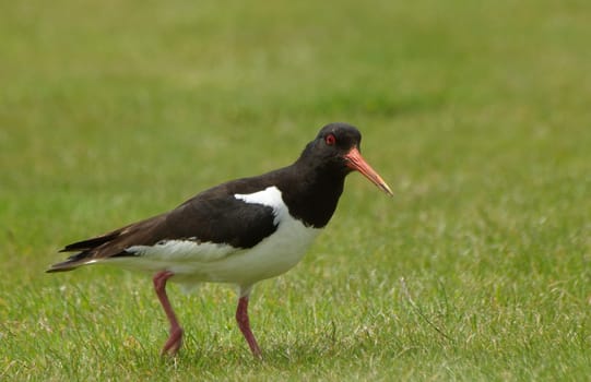 Oystercatcher