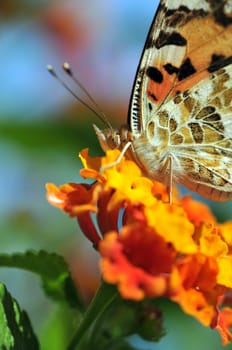 butterfly