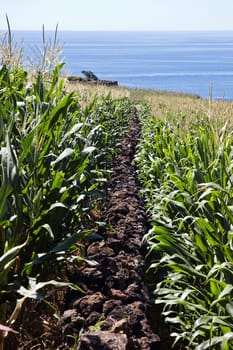 Stone wall in corn field