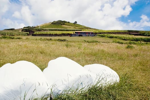 Hay bales in Azores