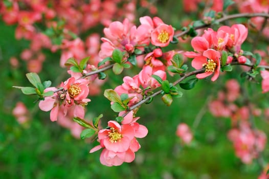 japanese quince branch - blossoming