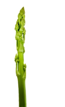 organic asparagus spear homegrown