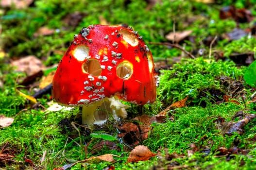 fly amanita