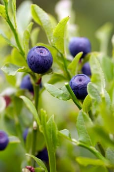 blueberry shrubs
