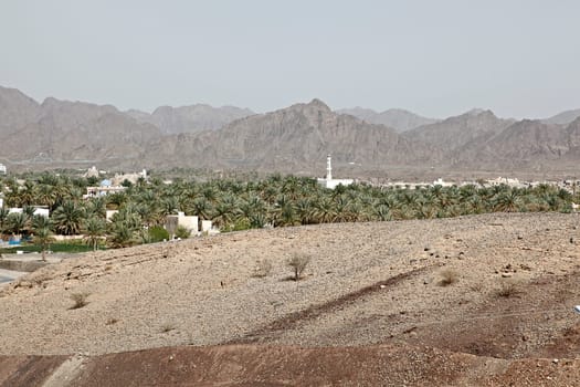 Oasis in Oman