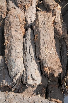 Peat