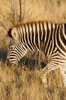 Zebra,in the African bush savannah