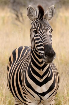Portrait of a zebra,Africa