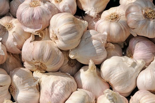 Garlic