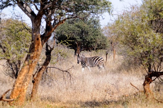 Zebra in the bush savannah,Africa