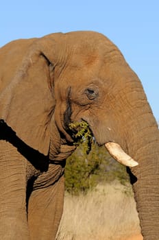 Portrait of an African Elephant