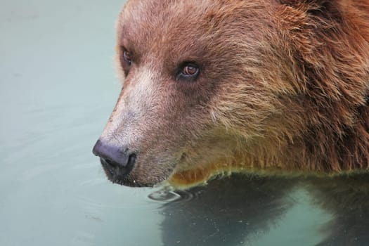 BearPortrait