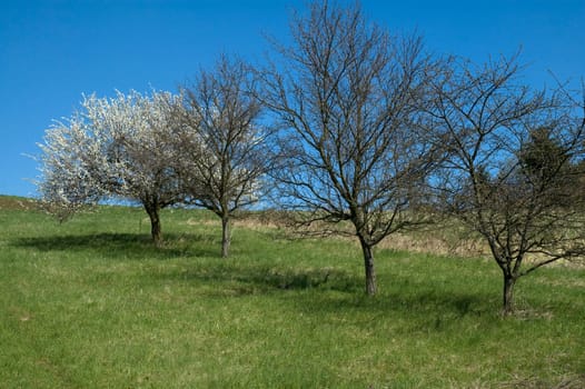 Blossoming Fruit Tree