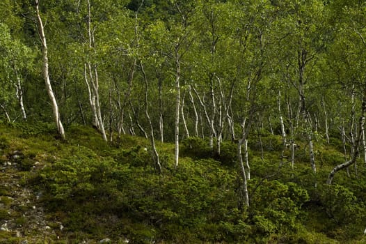 Birch forest in Norway