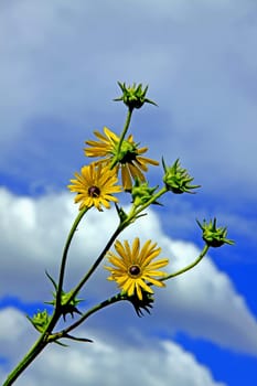 The leaves of the compass plant (Silphium laciniatum) work like a compass because they always face a north-south direction. The flower heads of this compass plant were located at a height of about 3 to 4 m.