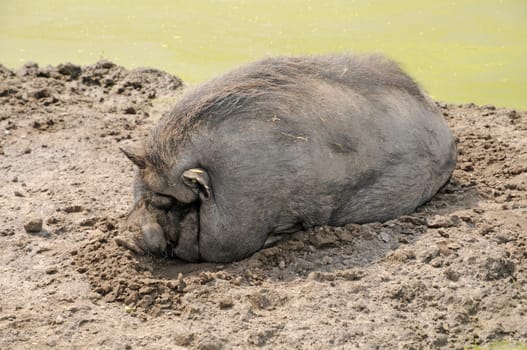Woolly pig