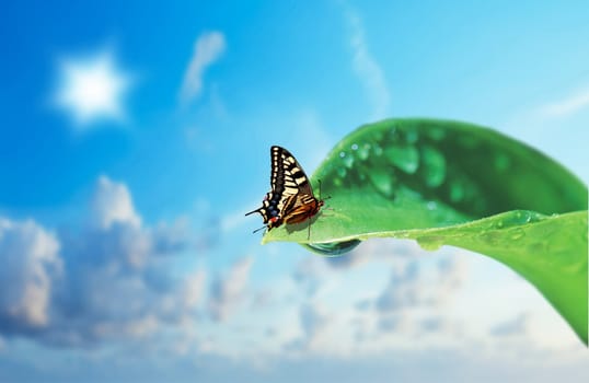 The butterfly