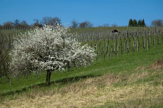 Blossoming Fruit Tree