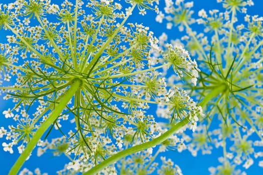 queens lace