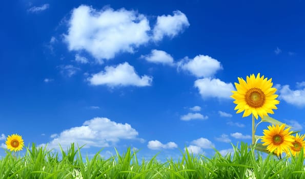 Sunflower background